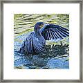 Cormorant Swimming Framed Print