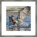 Cormorant With Fish 5261-022619-2 Framed Print