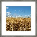 Corn Ready For Harvest Framed Print