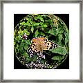 Painted Lady Butterfly - Vanessa Cardui Framed Print