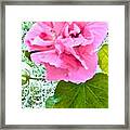 Cotton Rose In Frost Framed Print