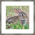 Cottontail Bunny Framed Print