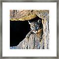 Cougar Framed Print