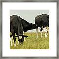 Country Cows Framed Print