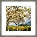 Country Mountain Lane At Cades Cove Framed Print