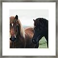 Couple Of Icelandic Horses Framed Print