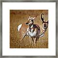 Couple To Mate Framed Print