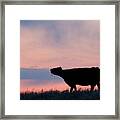Cow After Sunset 01 Framed Print