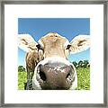 Cow In Field, Close-up Framed Print
