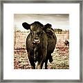 Cow In The Winter Pasture Framed Print