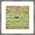 Cow In Wild Flower Meadow Framed Print