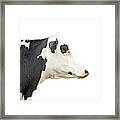 Cow Profile Framed Print