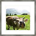 Cow Sticking Out Tongue Framed Print