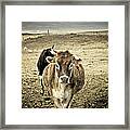 Cow With Horns Framed Print