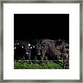 Cows Behind Fence At Night, Grouw, Friesland, Netherlands Framed Print