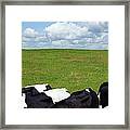 Cows In A Pasture Framed Print