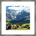 Cows In Fields, South Tyrol, Italy Framed Print