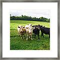 Cows Walking In Grassy Field Framed Print