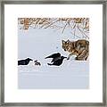Coyote And Crow Framed Print