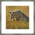 Coyote Jumping Framed Print