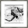 Cozumel Wildlife Framed Print
