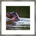Cq2r6340 Hippopotamus Sa Framed Print