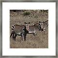 Cq2r7189zebra - Cape Mountain Framed Print