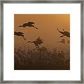 Cranes At Golden Sunrise ... Framed Print