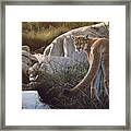Creekside Cougar Framed Print