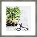 Cress Lepidum Sativum In Plastic Bowl Framed Print