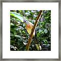 Crested Coua - Bird Of Madagascar Framed Print