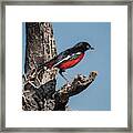 Crimson-brested Shrike Framed Print