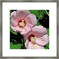 Crimson-eyed Rosemallows Dsmf0114 Framed Print