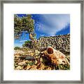 Croatia, Velebit Coastal Area, Pag Island, Olive Tree And Dry Stone Wall With Sheep's Skull Framed Print