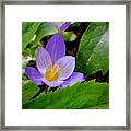 Crocus Time Framed Print