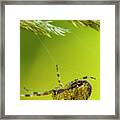 Cross Spider (araneus Diadematus) Framed Print