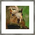 Crouching Squirrel Framed Print