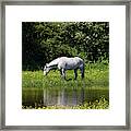 Cumbria. Ulverston. Horse By The Canal Framed Print