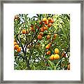 Cumquats On A Tree Framed Print