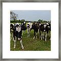 Curious Cows Framed Print