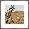 Curious Giraffe Framed Print