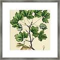 Currant Leaved Maple Framed Print
