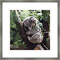 Cute Koala Framed Print