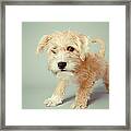 Cute Puppy Framed Print
