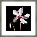 Cyclamen Flower Against Black Background Framed Print