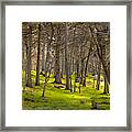Cypress Grove Framed Print