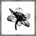 Daffodil #1 X-ray Framed Print