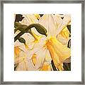 Daffodil Abstraction Framed Print