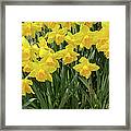 Daffodils Framed Print