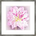 Dahlia On Color Background Framed Print